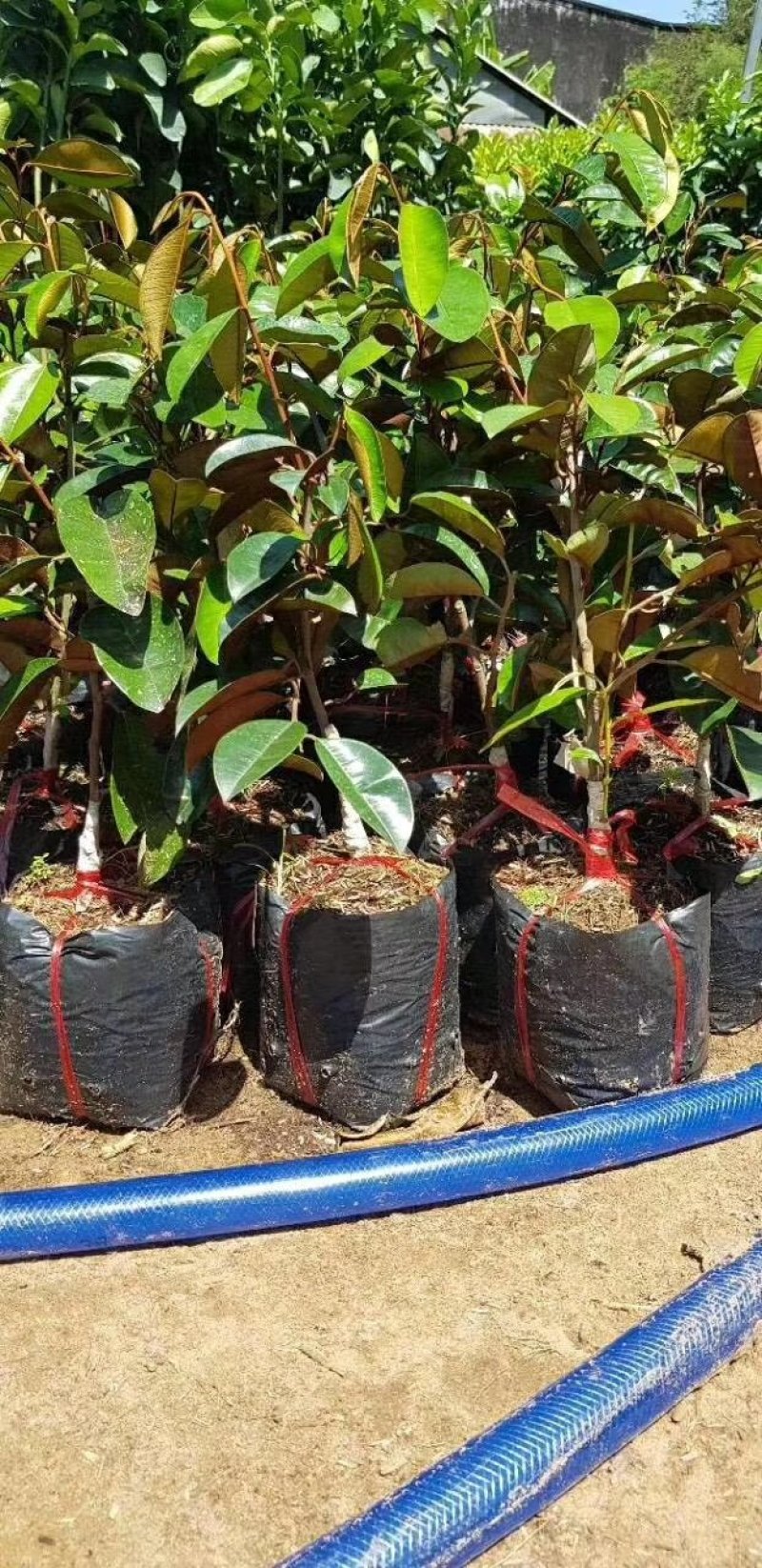 牛奶果苗越南牛奶果苗2年靓苗南北种植包邮
