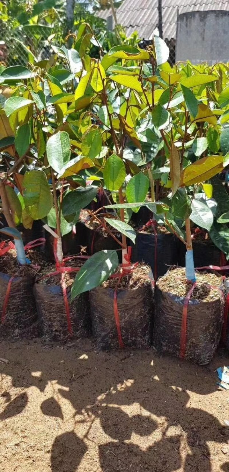 牛奶果苗越南牛奶果苗2年靓苗南北种植包邮