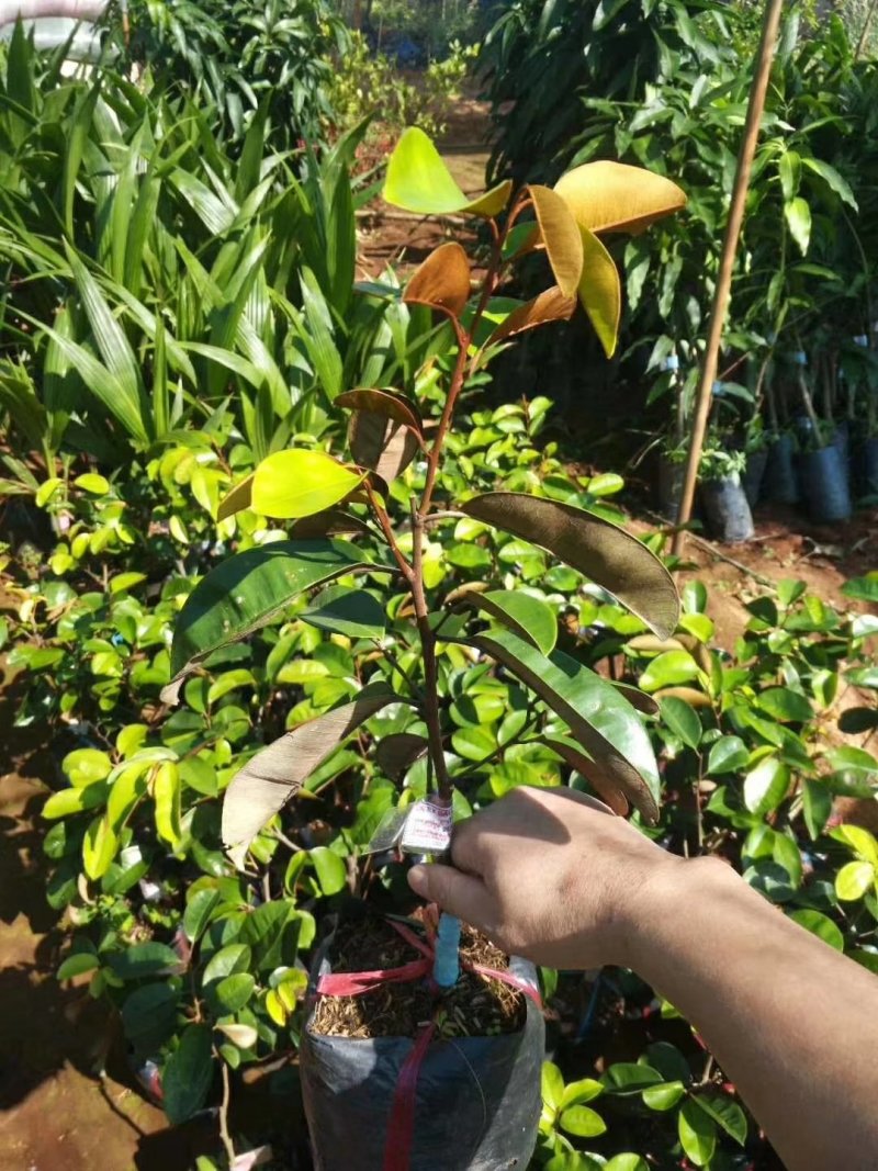 牛奶果苗越南牛奶果苗2年靓苗南北种植包邮