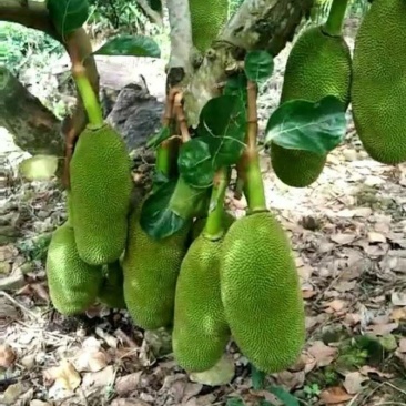 海南菠萝蜜苗马来西亚一号萝苗泰国红肉菠萝苗