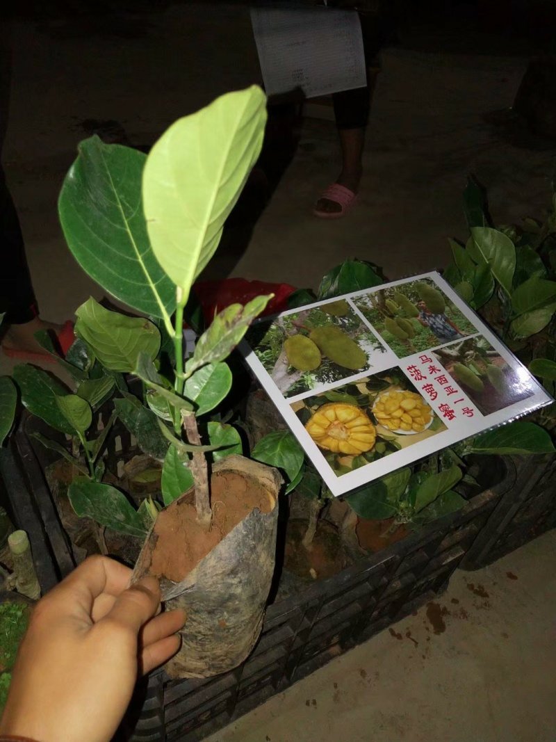 海南菠萝蜜苗马来西亚一号萝苗泰国红肉菠萝苗