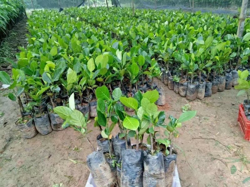海南菠萝蜜苗马来西亚一号萝苗泰国红肉菠萝苗
