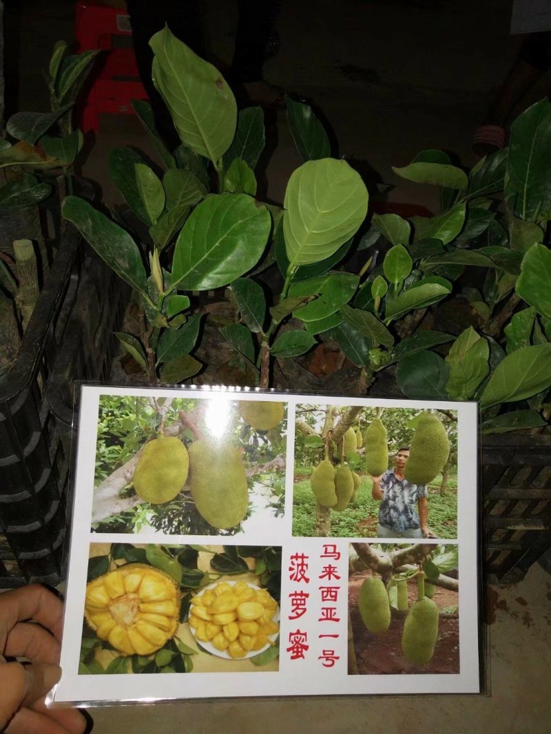 海南菠萝蜜苗马来西亚一号萝苗泰国红肉菠萝苗
