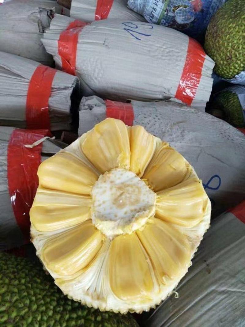 海南菠萝蜜苗马来西亚一号萝苗泰国红肉菠萝苗