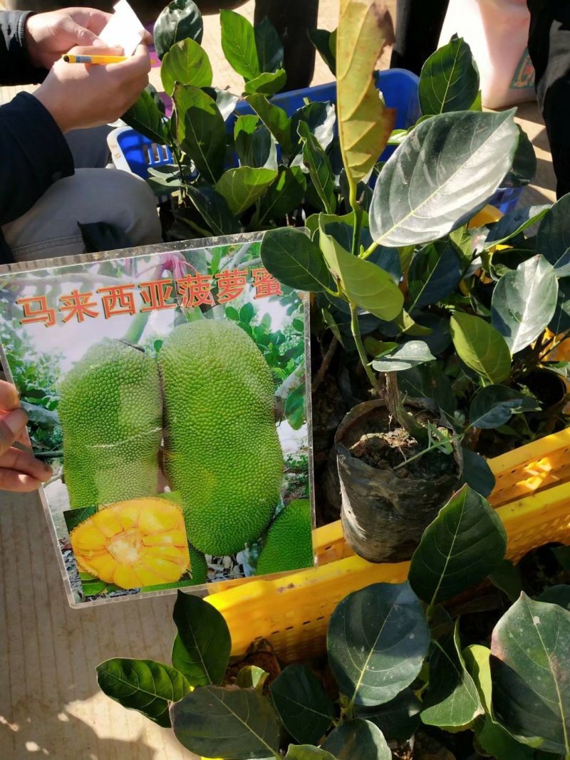 海南菠萝蜜苗马来西亚一号萝苗泰国红肉菠萝苗