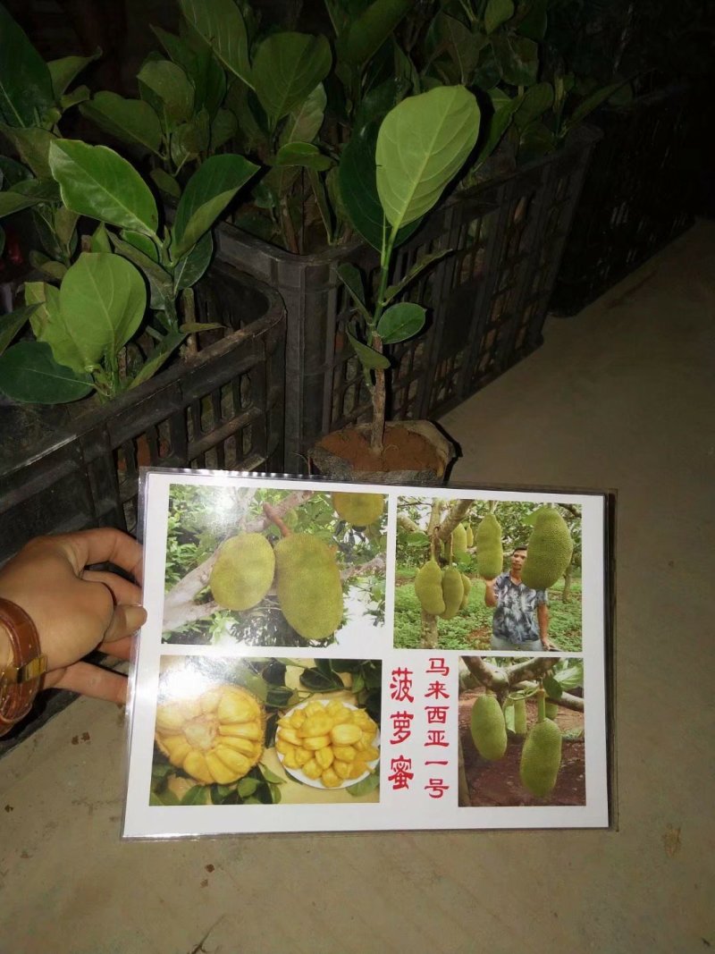 海南菠萝蜜苗马来西亚一号萝苗泰国红肉菠萝苗