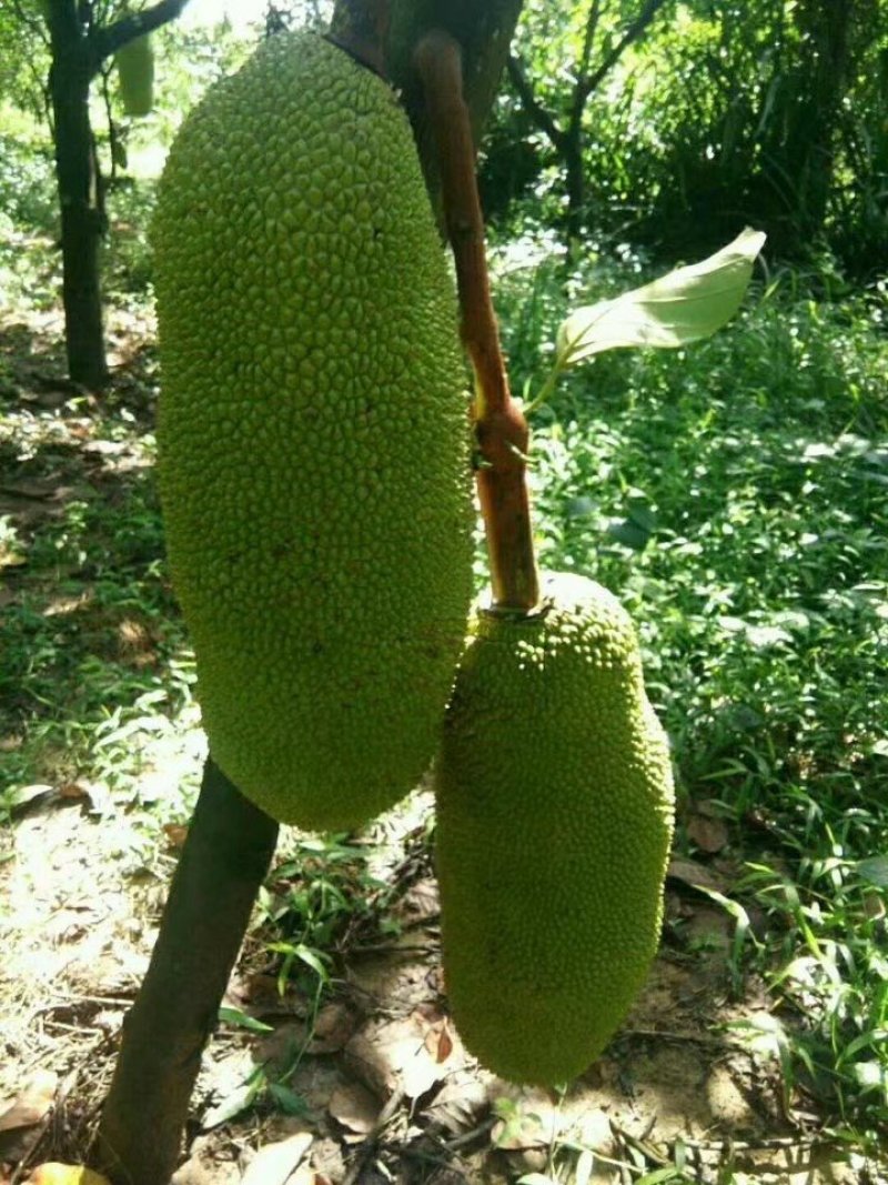 海南菠萝蜜苗马来西亚一号萝苗泰国红肉菠萝苗