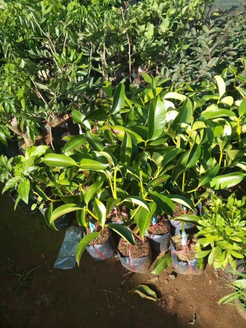 泰国山竹苗红皮白肉适合南方种植