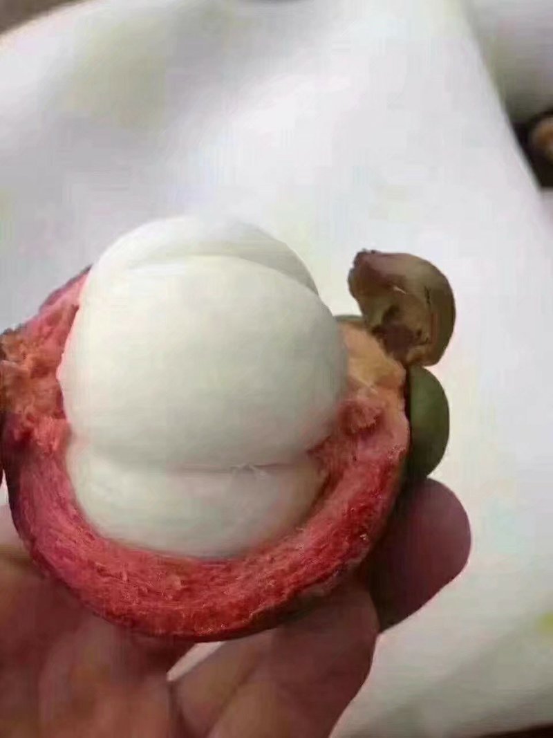 泰国山竹苗红皮白肉适合南方种植