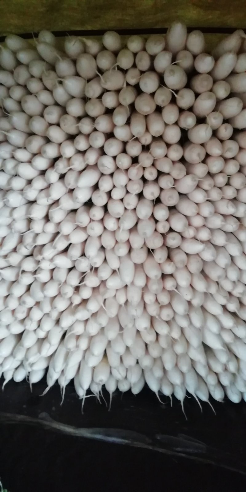 高原白萝卜价格随行就市皮白条形好虫眼少