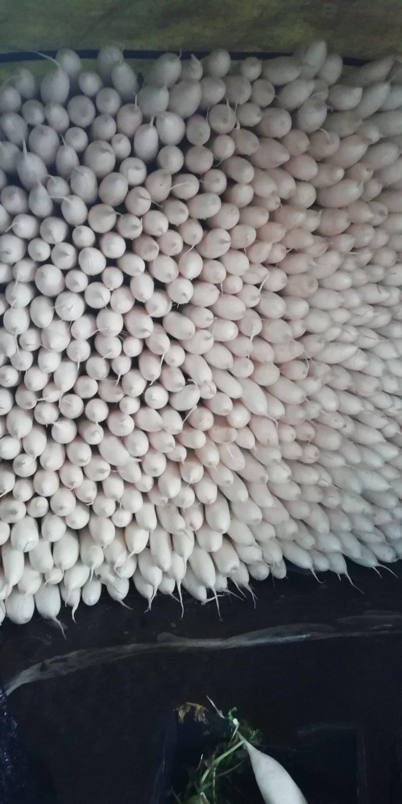高原白萝卜价格随行就市皮白条形好虫眼少