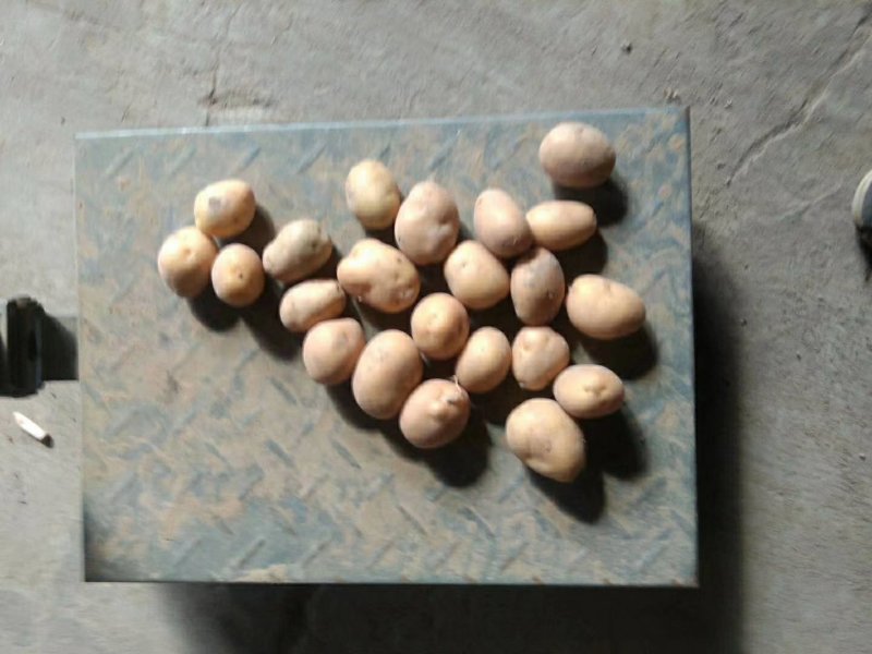 常年供应1到3和2到4精品小土豆适合市场，加工厂，出口贸