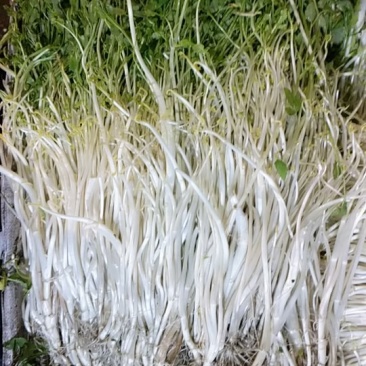 白芹