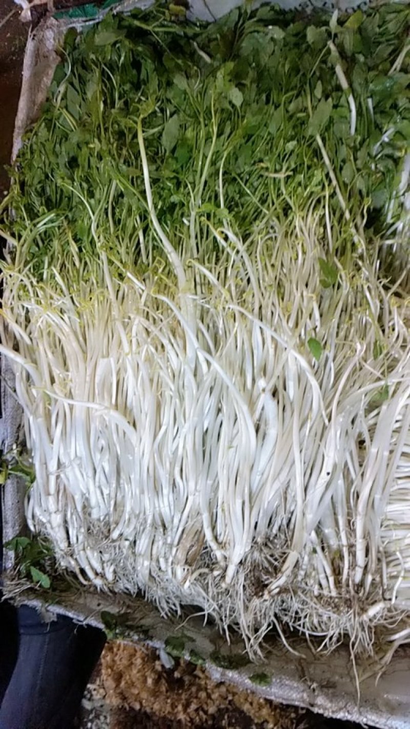 白芹