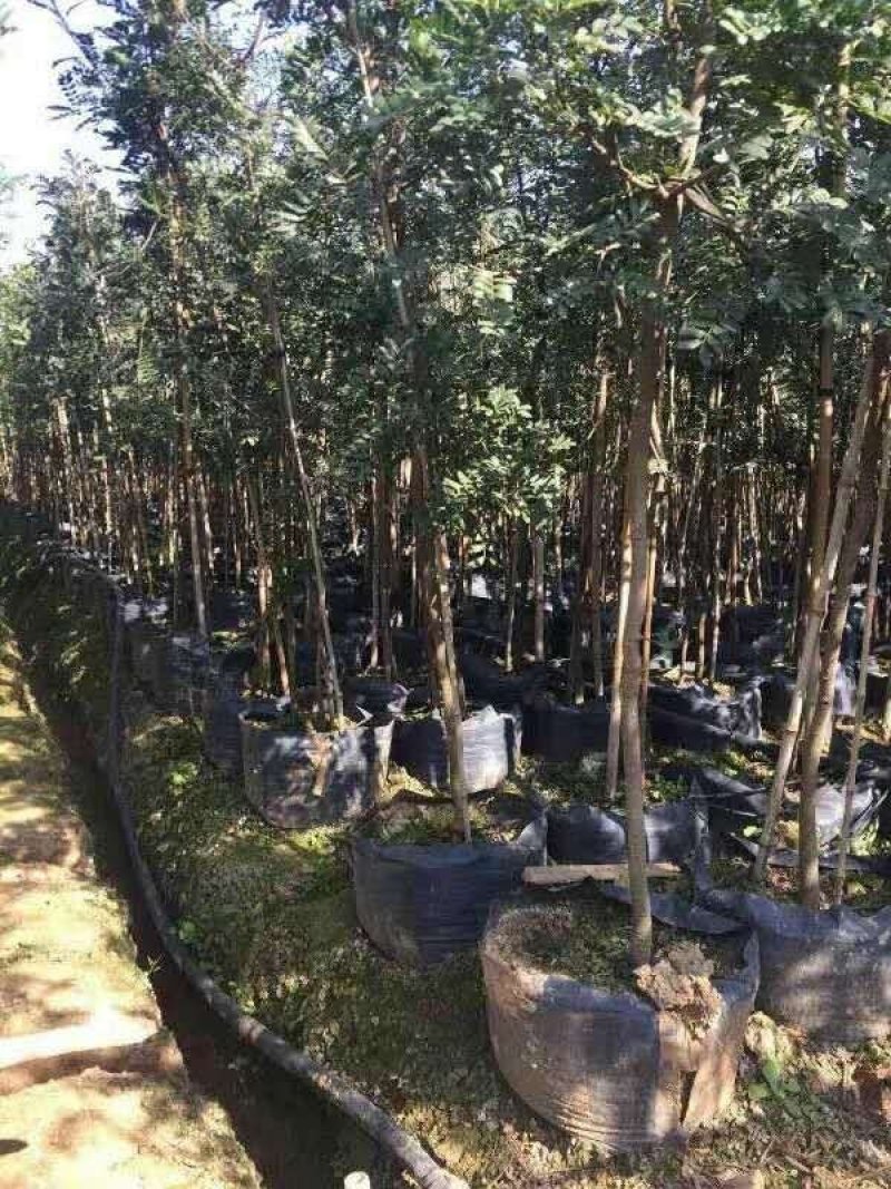 苗圃直供清香木量大从优支持视频看货欢迎咨询采购