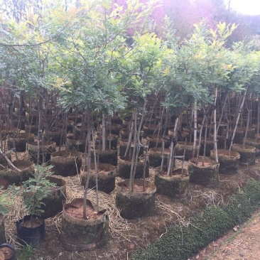 苗圃直供清香木量大从优支持视频看货欢迎咨询采购