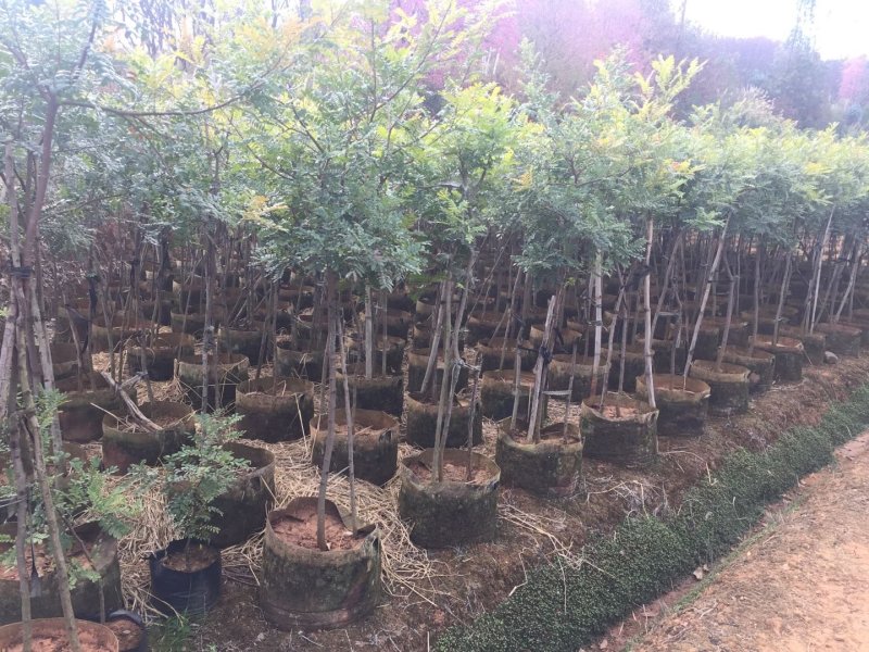 苗圃直供清香木量大从优支持视频看货欢迎咨询采购