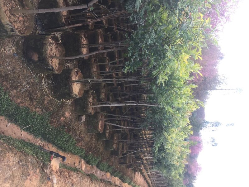 苗圃直供清香木量大从优支持视频看货欢迎咨询采购