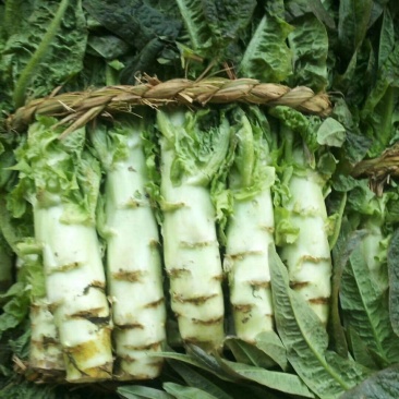 茴苣