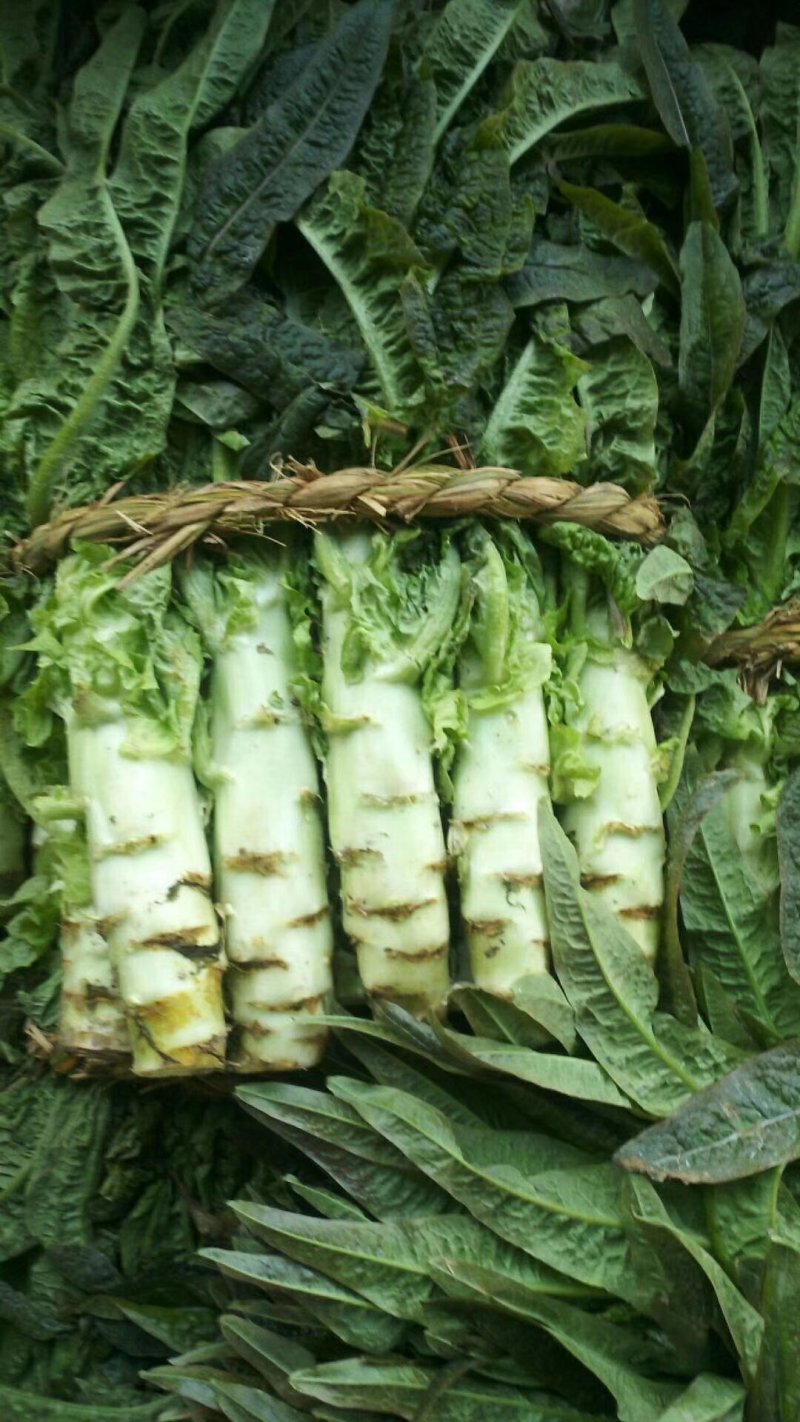茴苣