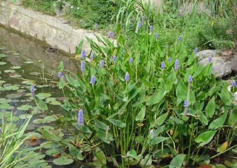 梭鱼草各种各样水生植物苗圃大量供应大小规格均有