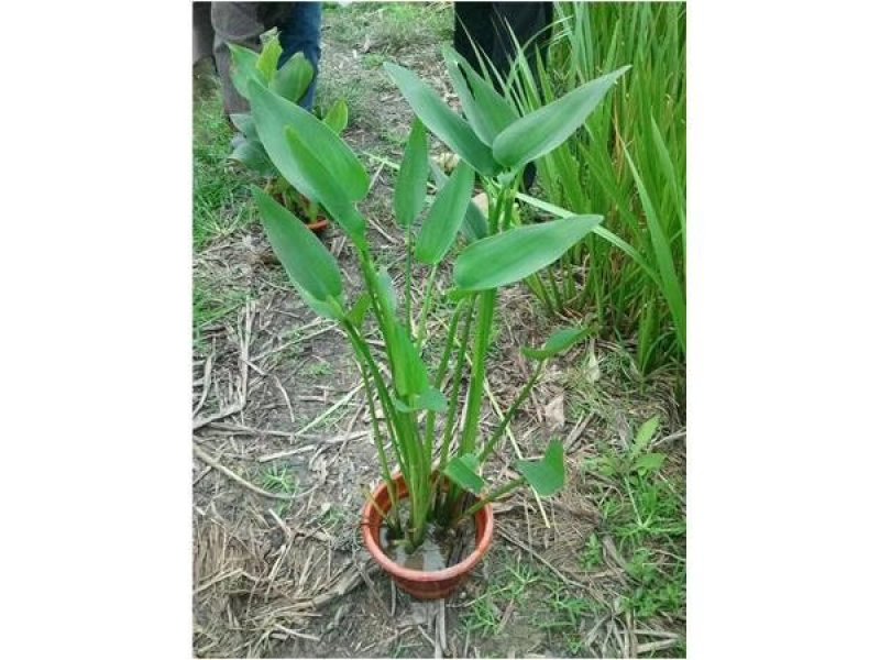 梭鱼草各种各样水生植物苗圃大量供应大小规格均有