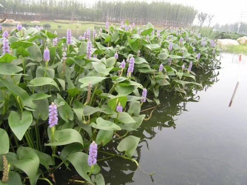 梭鱼草各种各样水生植物苗圃大量供应大小规格均有