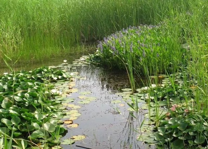 梭鱼草各种各样水生植物苗圃大量供应大小规格均有