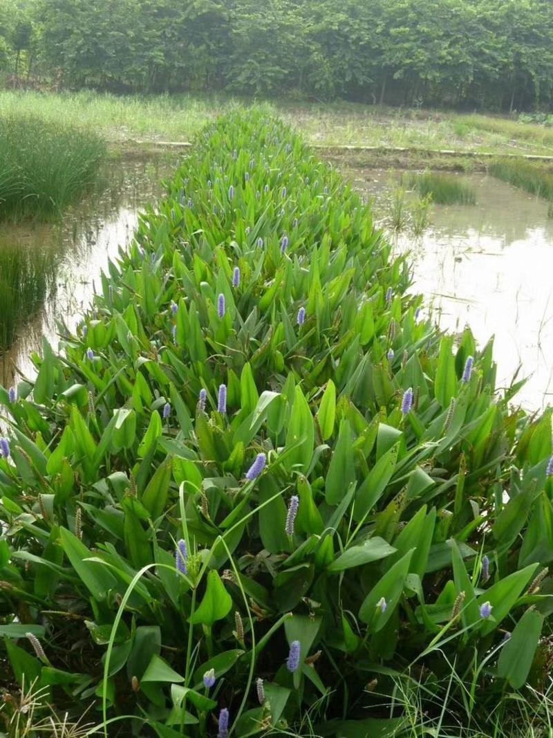 梭鱼草各种各样水生植物苗圃大量供应大小规格均有