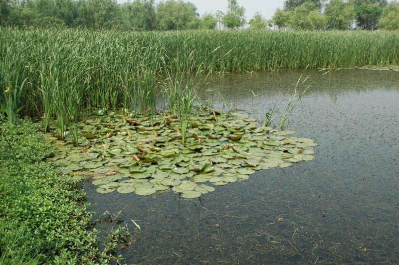 梭鱼草各种各样水生植物苗圃大量供应大小规格均有