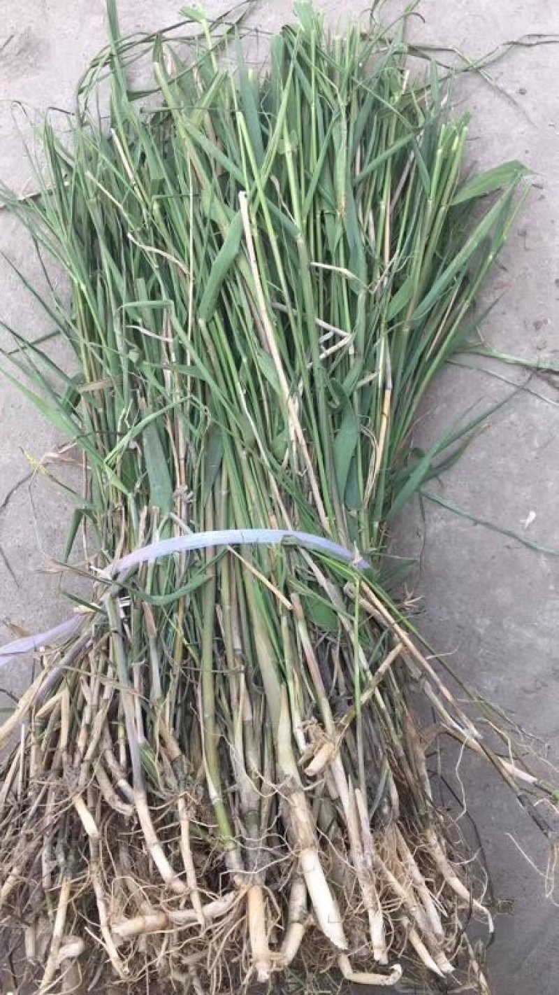 花叶芦竹芦苇各种各样的水生植物等等等