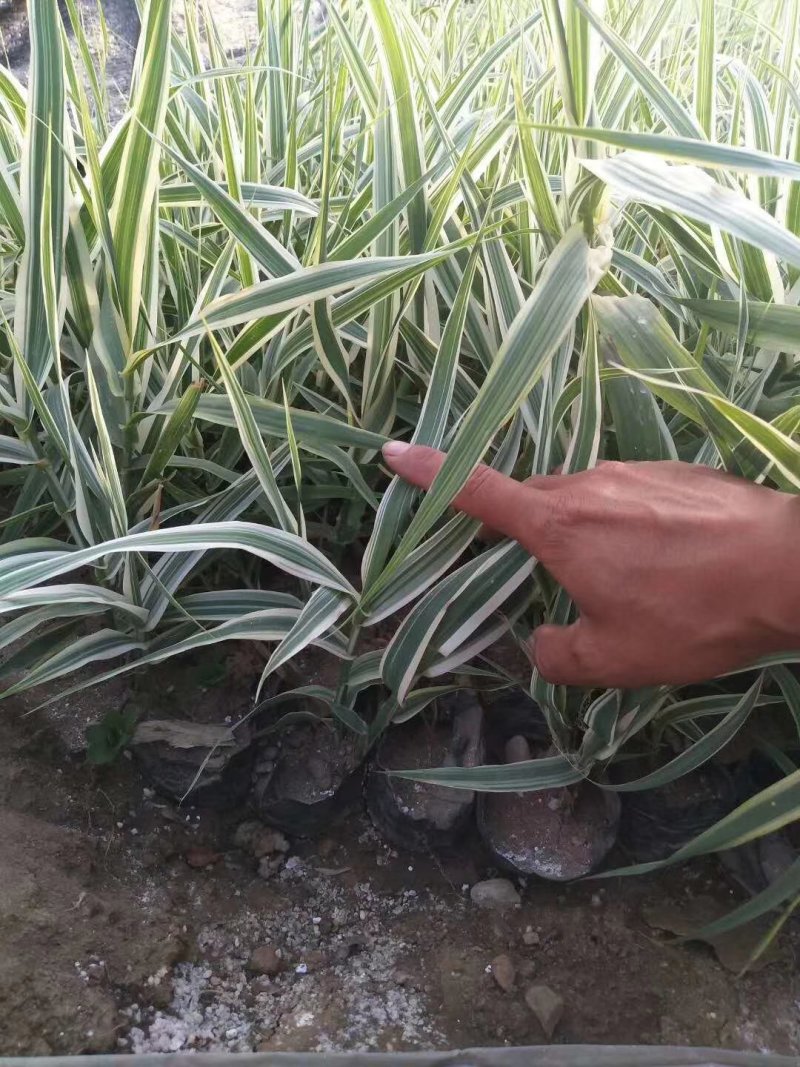花叶芦竹芦苇各种各样的水生植物等等等