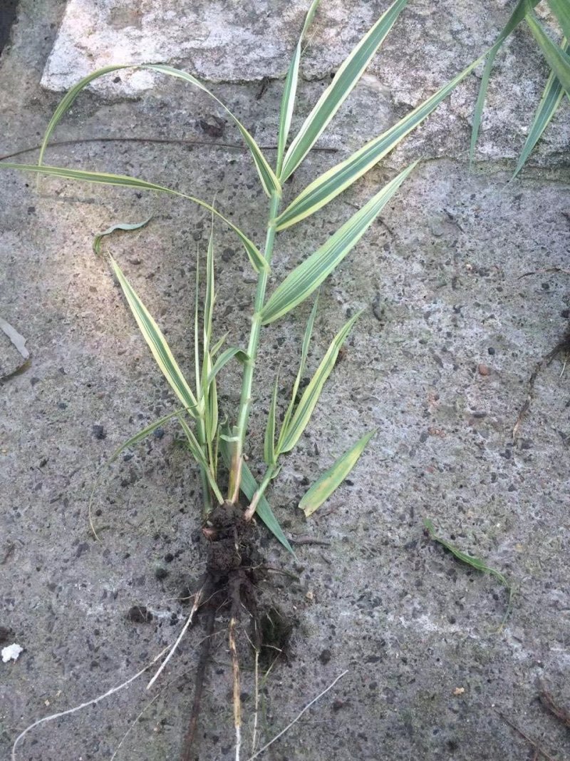 花叶芦竹芦苇各种各样的水生植物等等等