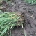 花叶芦竹芦苇各种各样的水生植物等等等