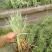 花叶芦竹芦苇各种各样的水生植物等等等