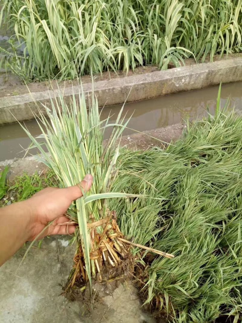 花叶芦竹芦苇各种各样的水生植物等等等