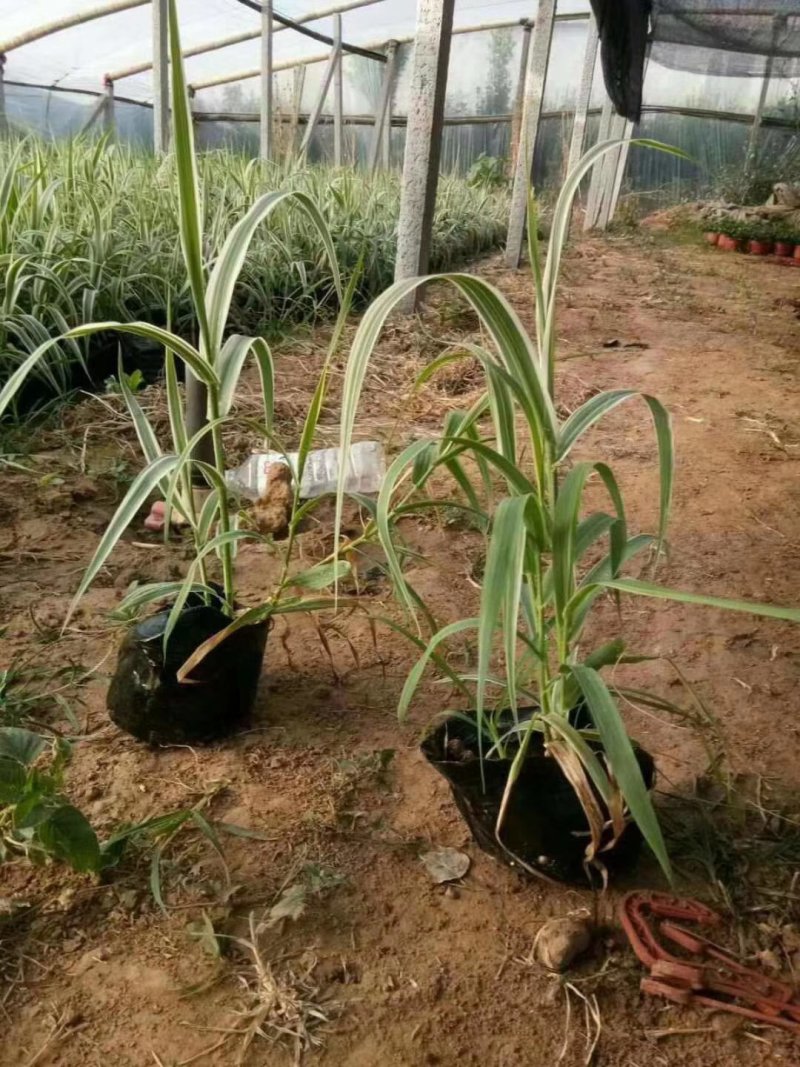 花叶芦竹芦苇各种各样的水生植物等等等
