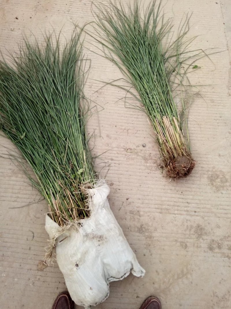 狼尾草细叶芒各种草花地被绿篱苗圃大量出售大小规格均有