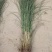 狼尾草细叶芒各种草花地被绿篱苗圃大量出售大小规格均有