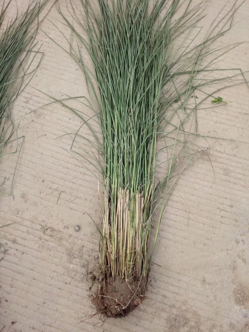 狼尾草细叶芒各种草花地被绿篱苗圃大量出售大小规格均有