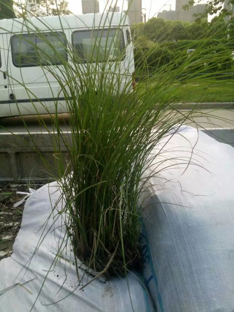 狼尾草细叶芒各种草花地被绿篱苗圃大量出售大小规格均有