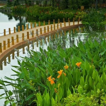 再力花各种各样的水生植物苗圃大量供应大小规格均有量大