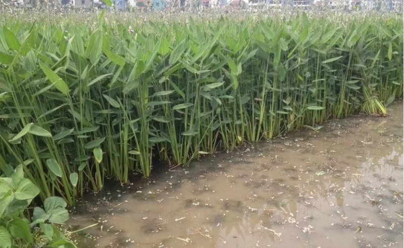 再力花各种各样的水生植物苗圃大量供应大小规格均有量大