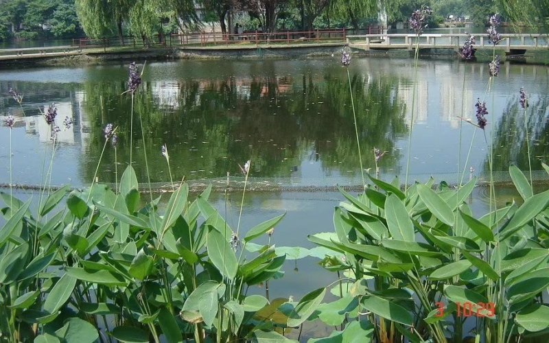 再力花各种各样的水生植物苗圃大量供应大小规格均有量大