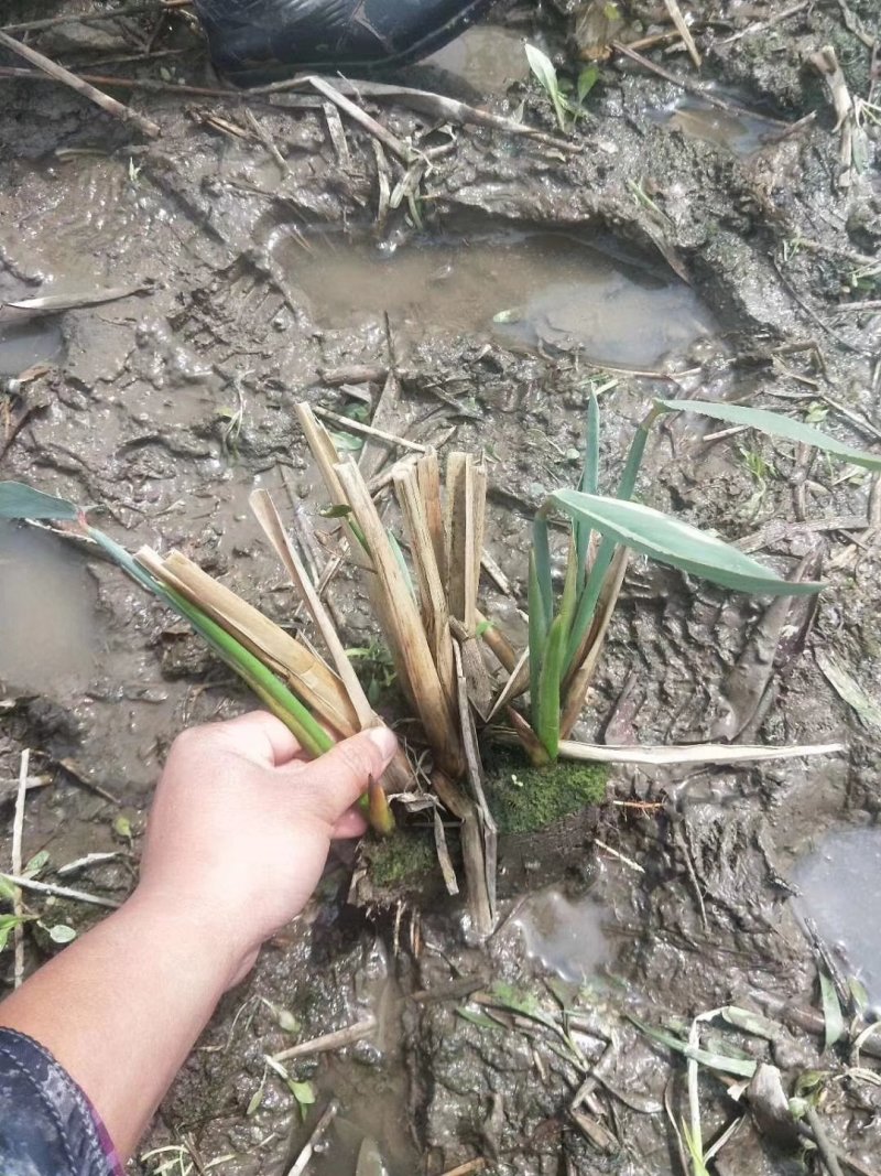 再力花各种各样的水生植物苗圃大量供应大小规格均有量大