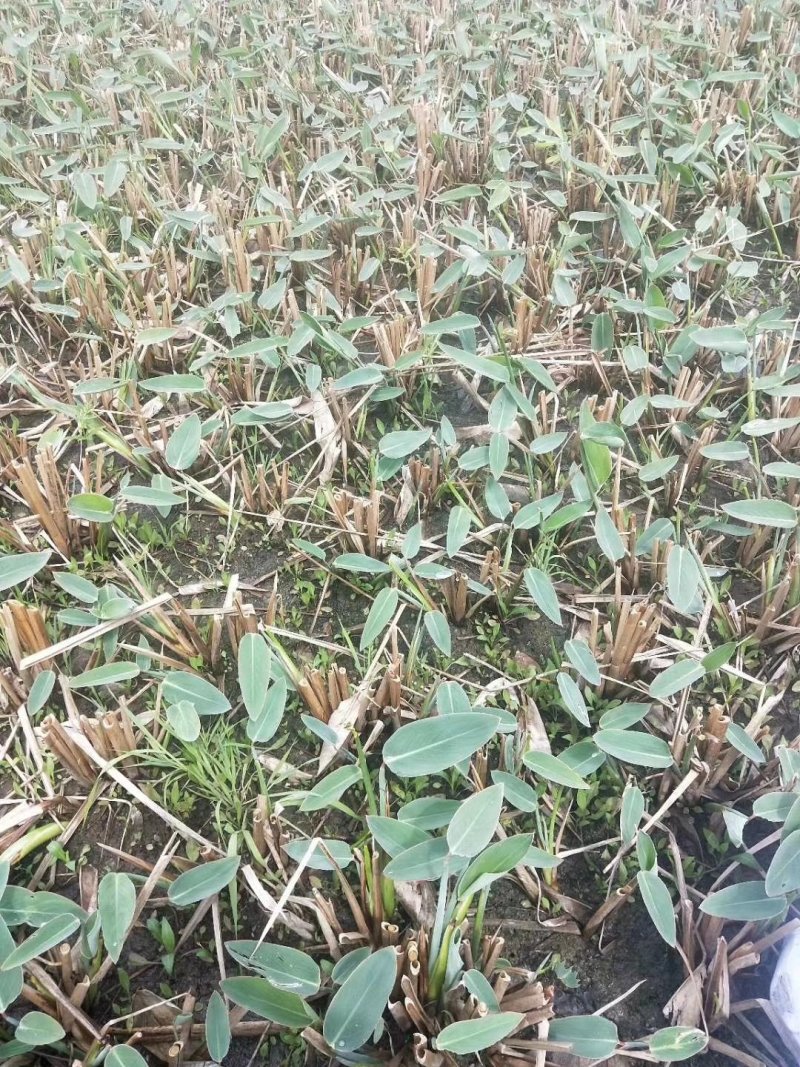 再力花各种各样的水生植物苗圃大量供应大小规格均有量大