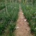 葱兰红花炸酱草紫叶炸酱草苗圃大量供应