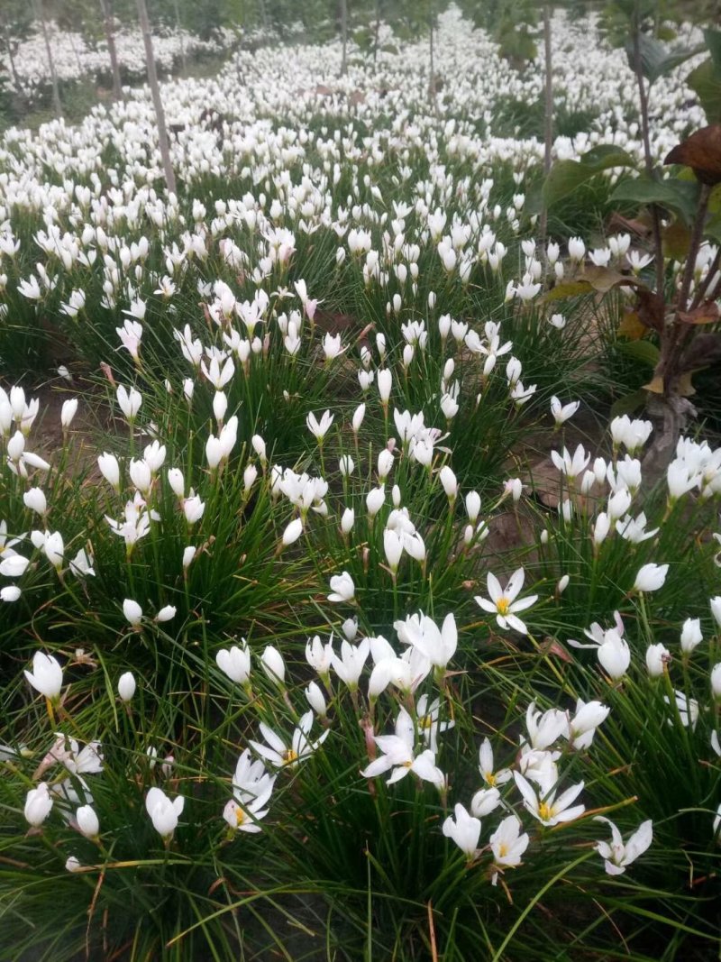 葱兰红花炸酱草紫叶炸酱草苗圃大量供应