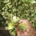 木槿重瓣木槿花叶木槿5公分220一棵装车价