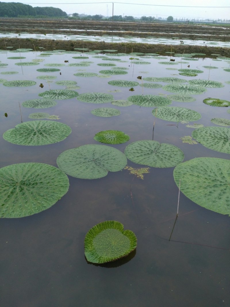 苏州地产冰冻保鲜芡实米苏州地产鸡头米(干粒)